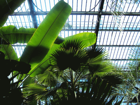 üvegház növények