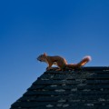 Találkozhatunk-e mókussal a szigetelt tetőtérben?