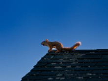 Squirrel On A House Roof On A Cloudless Day